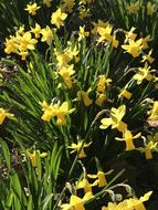 Flower Daffodil Easter