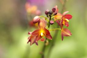 Nature Flower Plant