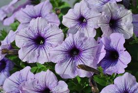 Blue Flower Plant