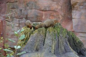 Animals Zoo Meerkat