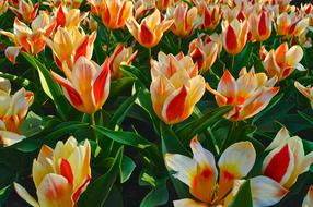 Tulip Flower Plant