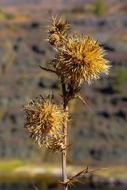 Thistle Dry Plant