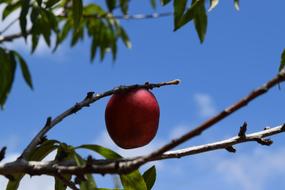 Tree Blue Sky Fruit