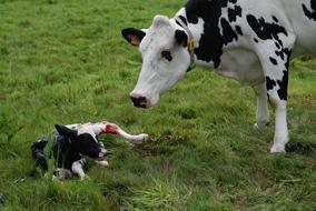 Nature Birth Calf