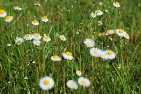 Wildflowers Grass Macro