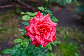 Rose Rain Flower Red