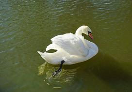 Swan Pond Water