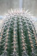 close-up of a spiny potted cactus