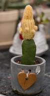 Plant Spur Cactus Close