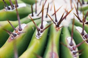 Plant Spur Cactus Close