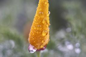 Nature Outdoors Flora