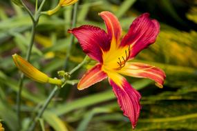 Garden Flowers Beauty