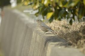 Gray rock thrush on a stone