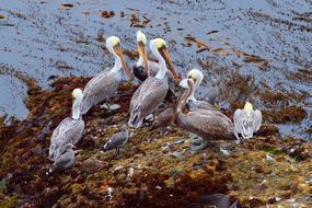 Nature Water Wildlife