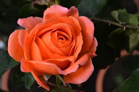 Rose Orange Blossom