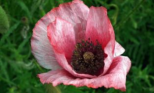 Flower Poppy Grasshopper