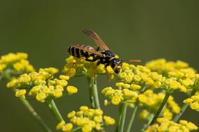 Nature Wasp Insect