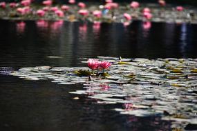 Flower Nature Pool