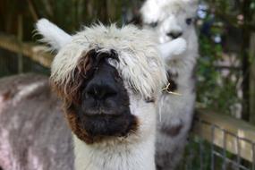Alpaca Zoo Wildlife