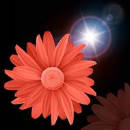 color flower light background