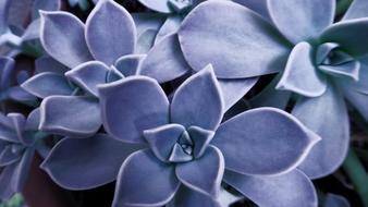 Succulent Houseleek Sempervivum