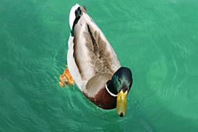 Duck Drake Mallard