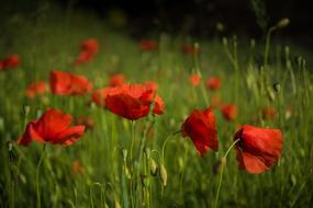 Poppy Meadow Blossom