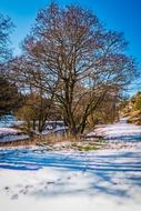 Nature Tree Season