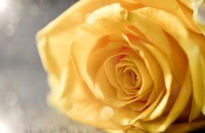 Rose Flower Anniversary
