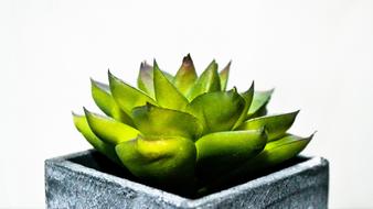 Plant Cactaceae Nature