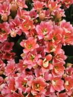 lots of pink flowers background