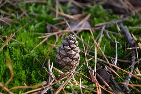 Pine Cone Forest