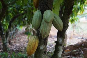 Exotic delicious fruits