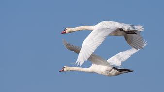 Nature Birds Swans