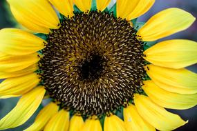 Flower Flowers Nature