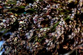 dried flower bouquet