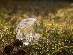 Soap Bubble Frozen Grass
