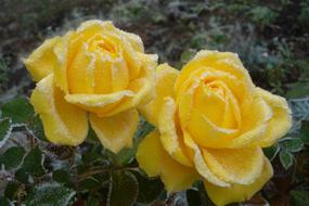 Nature Plant Flower