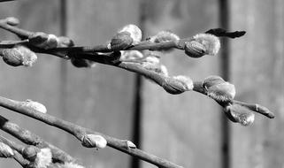 Willow Sprig The Basis Of