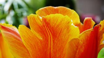 Flower Garden Summer