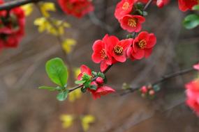 Nature Flowers Wood