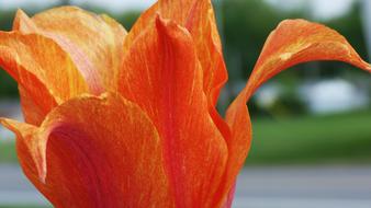 closeup of an orange lily flower