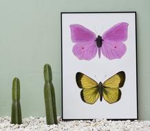 collage of colored butterflies