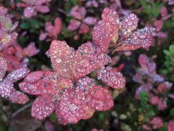 The Northern Nature Fall Colors