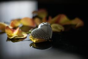 No One Nature Still Life