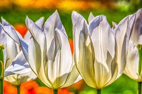 Plant Nature Tulips