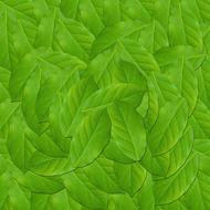Leaf Plant Nature Green