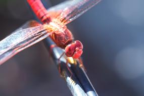 Dragonfly Nature No One