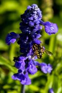 Spain Extremadura Bee