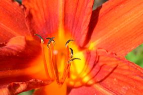 Flower Nature Plant